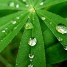 Tisane – Vert Printemps - 50g