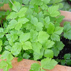 PERSIL MITSUBA