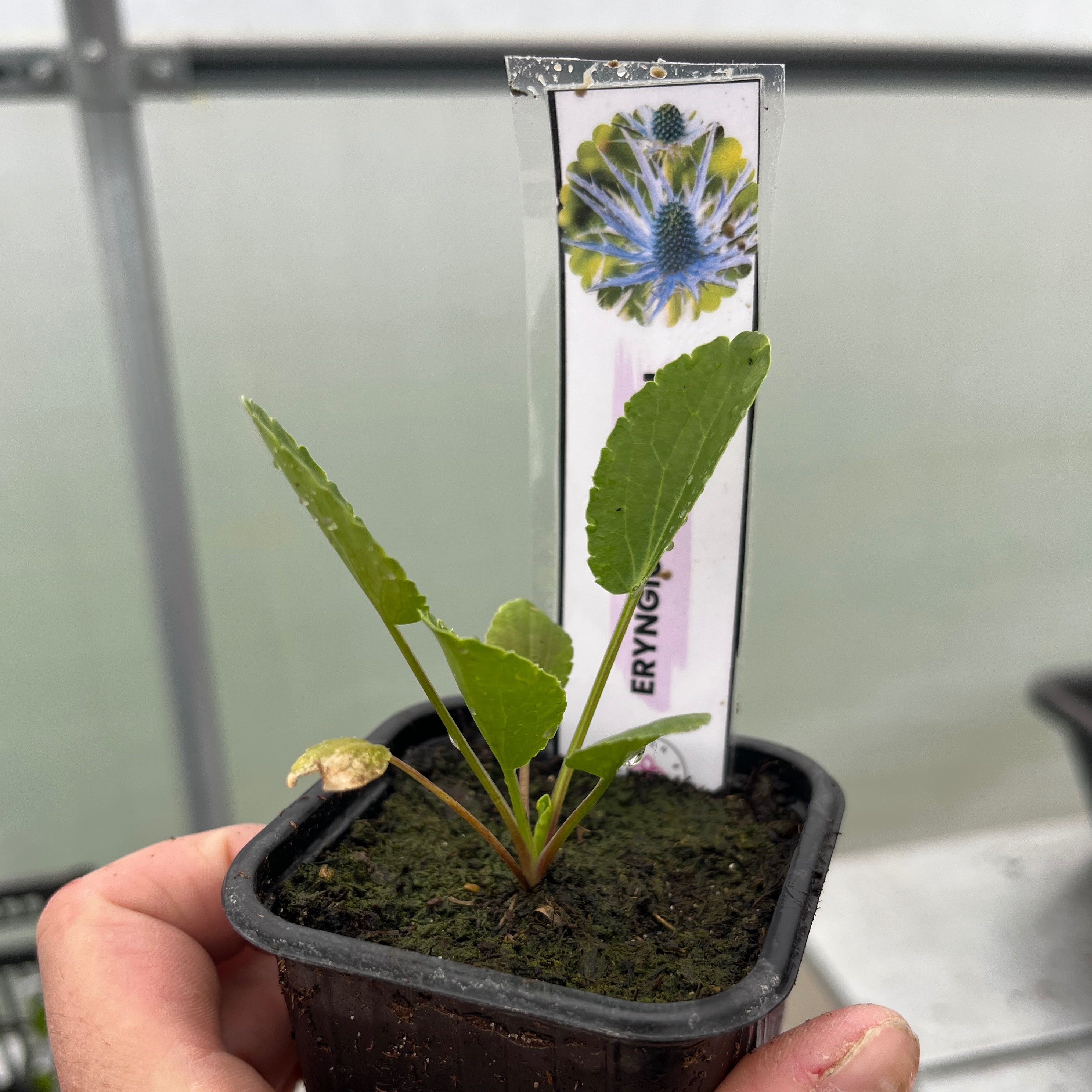 Eryngium planum - chardon bleu