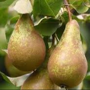 Poirier - Pyrus communis "Conférence"