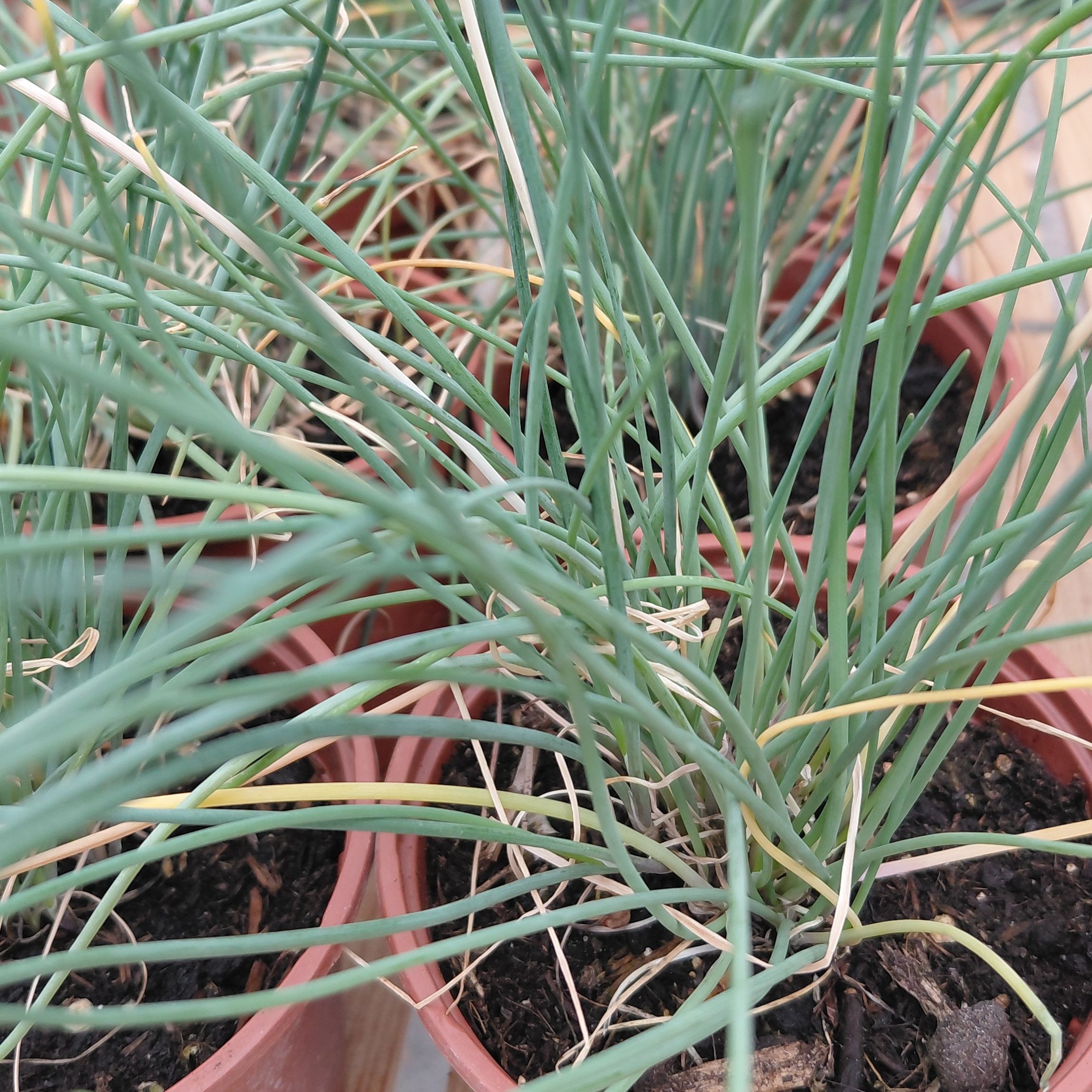 Ciboulette Staro / Allium schoenoprasum (AB)