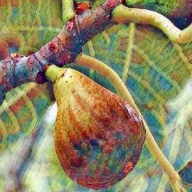 Madeleine des deux saisons
