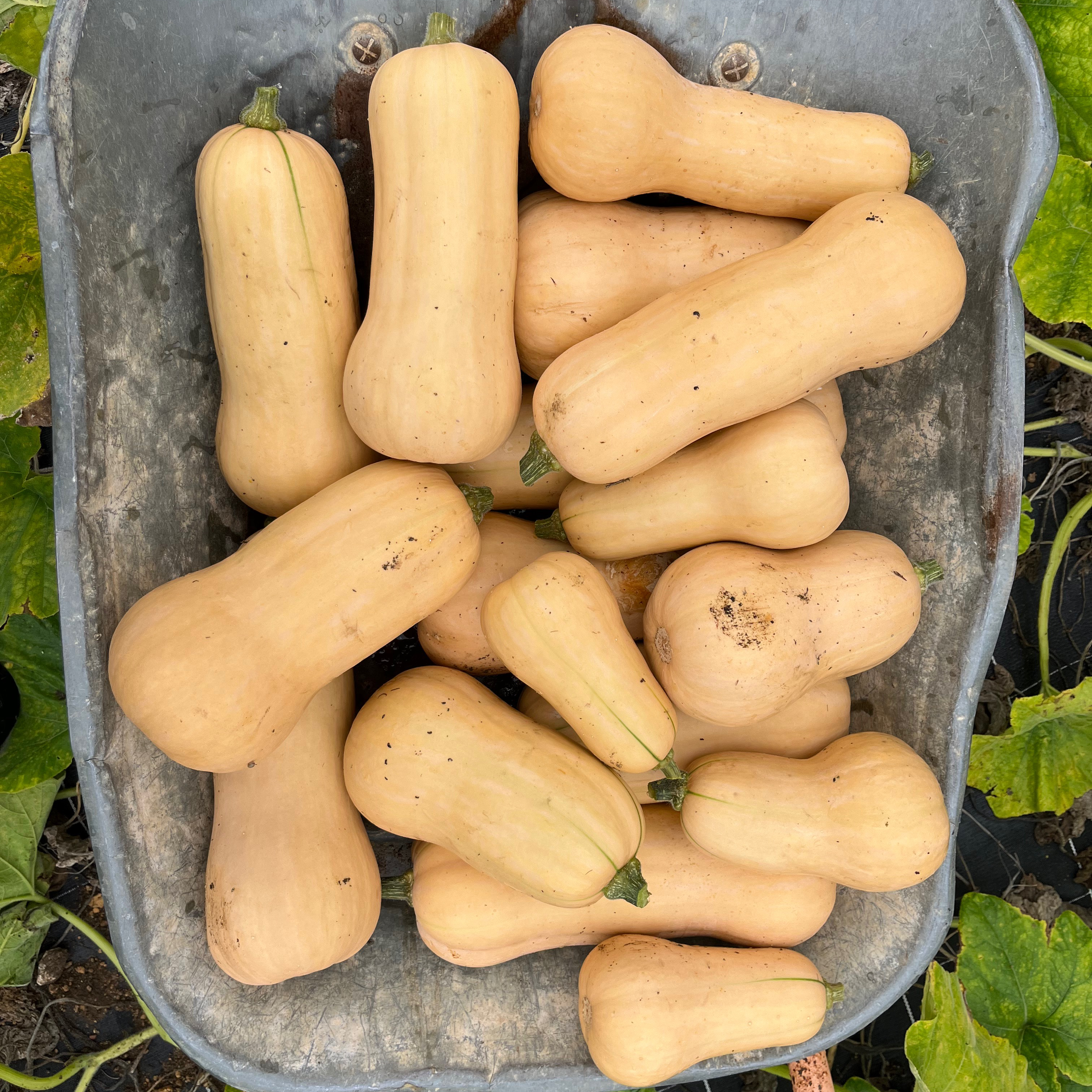 Courge Butternut (Kg)