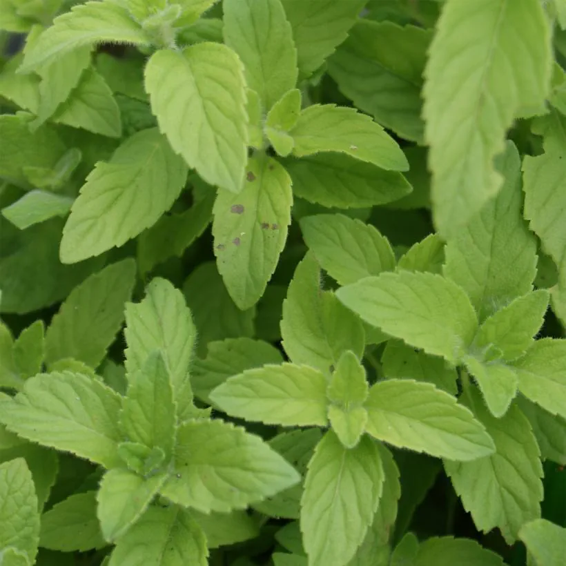 MENTHE BANANE