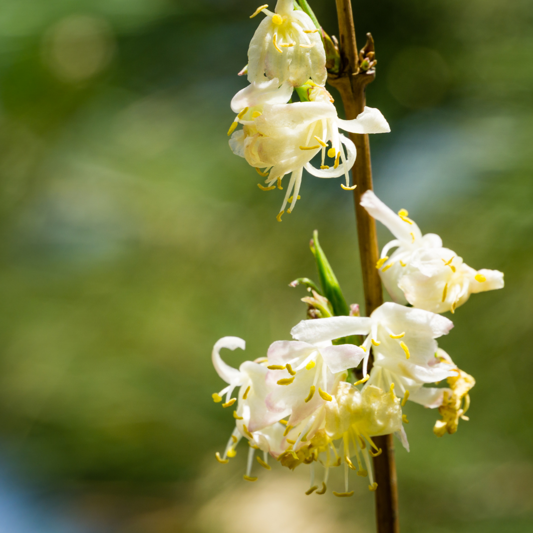 Chèvrefeuille d'hiver, Lonicera fragrantissima - 3l