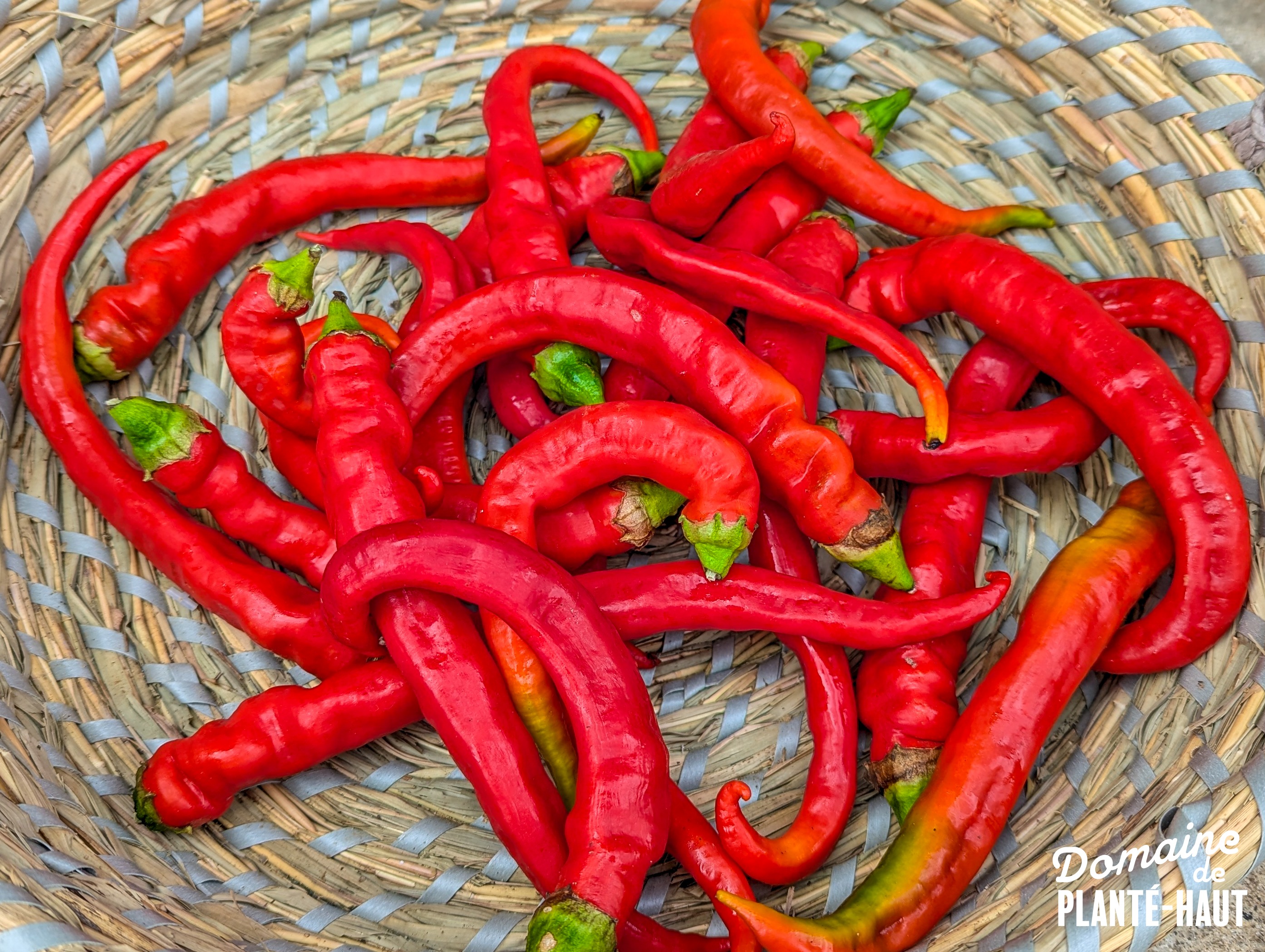 Poivron doux très long des Landes Rouges - 250g