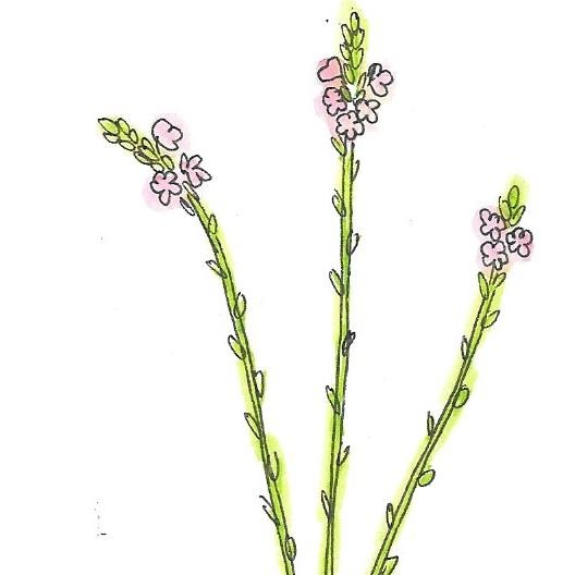 Verveine officinale - 30ml