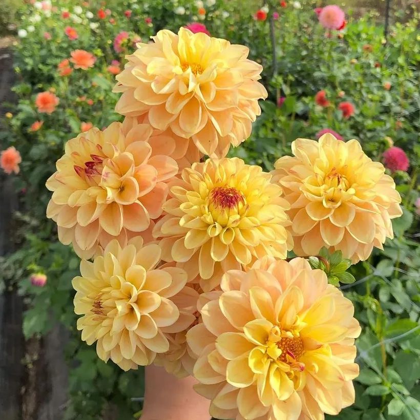 Yellow jill - 315g
