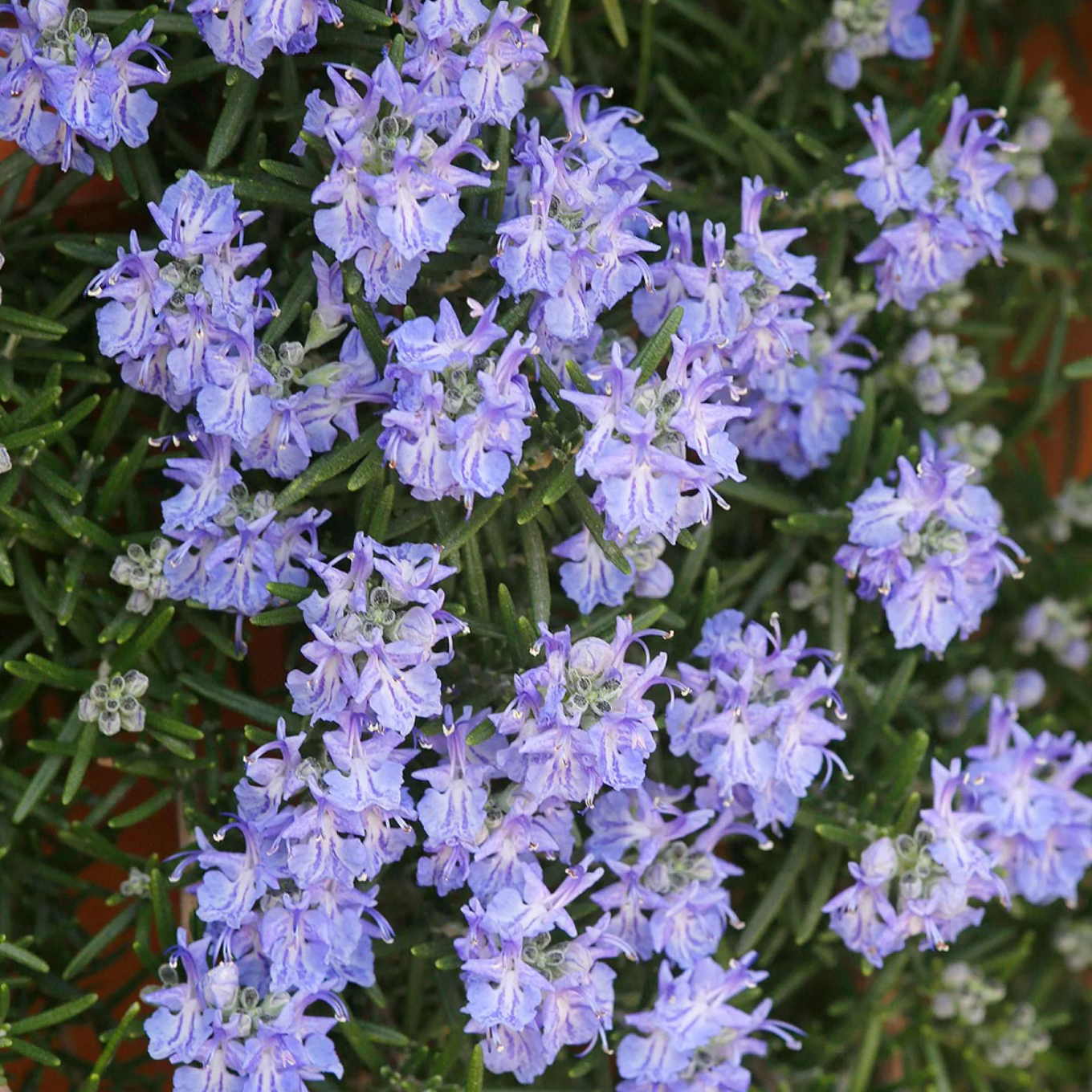 Romarin officinal 'Corsican blue’ Pot 2L