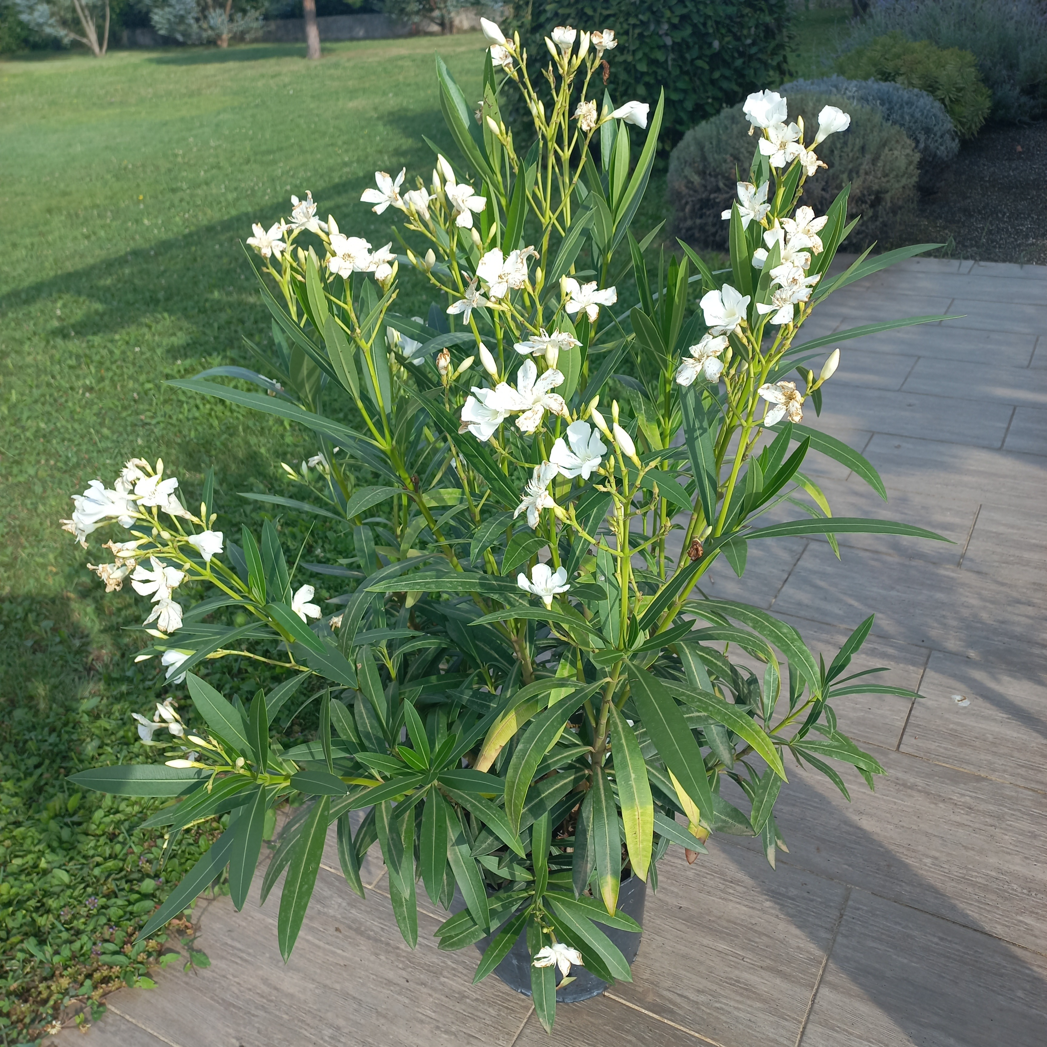 Laurier rose (blanc) en pot 10 litres