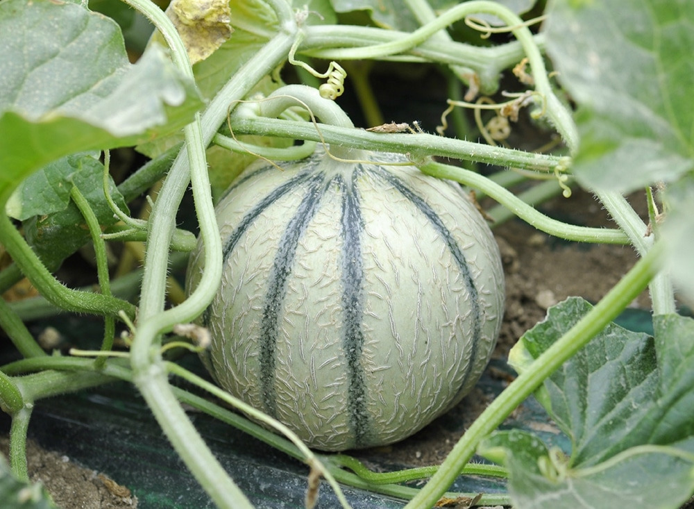 Plants De Melons