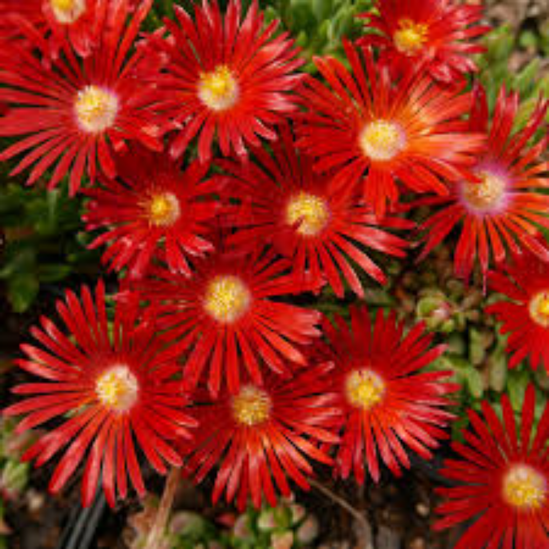 Delosperma ‘Nani Forssman’