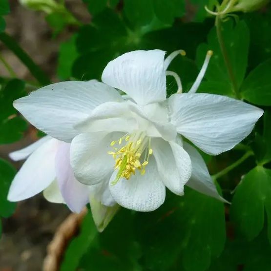 Ancolie des jardins (Aquilegia caerulea) 'Kristall' - 1l
