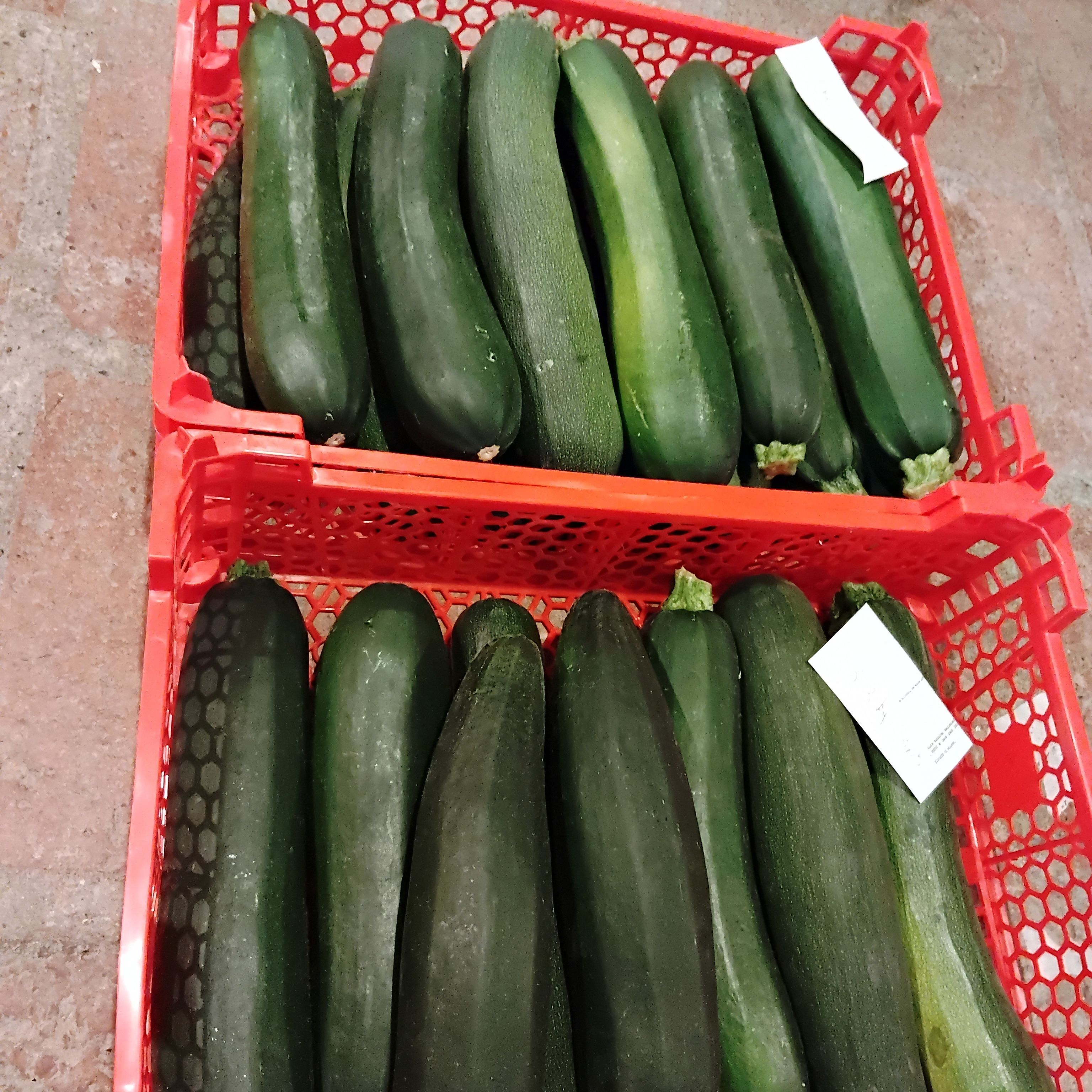 Courgette primeur 20/25cm