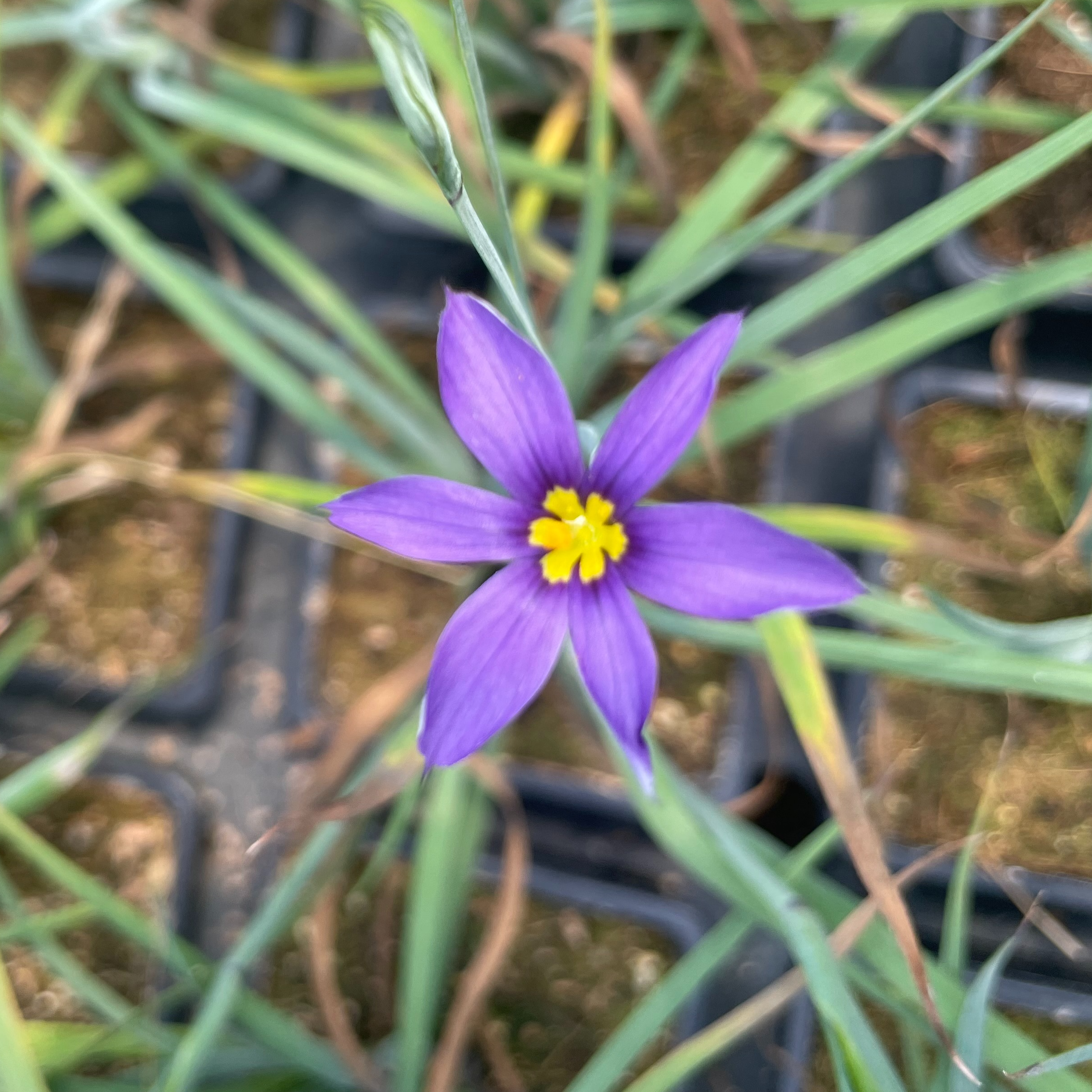 Sisyrinchium bermudianum