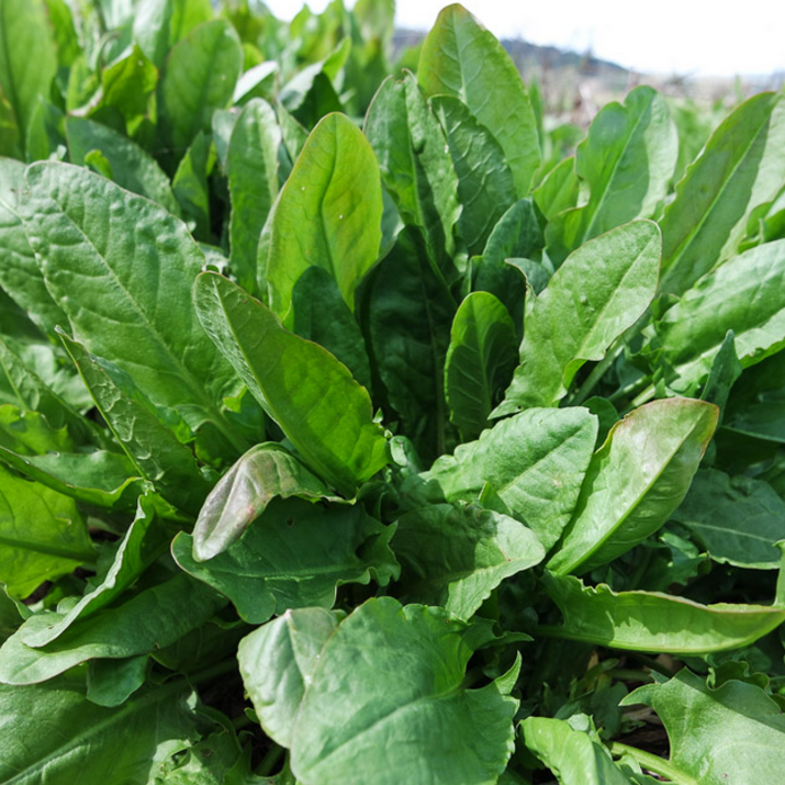 Oseille de transylvanie Pot 1L