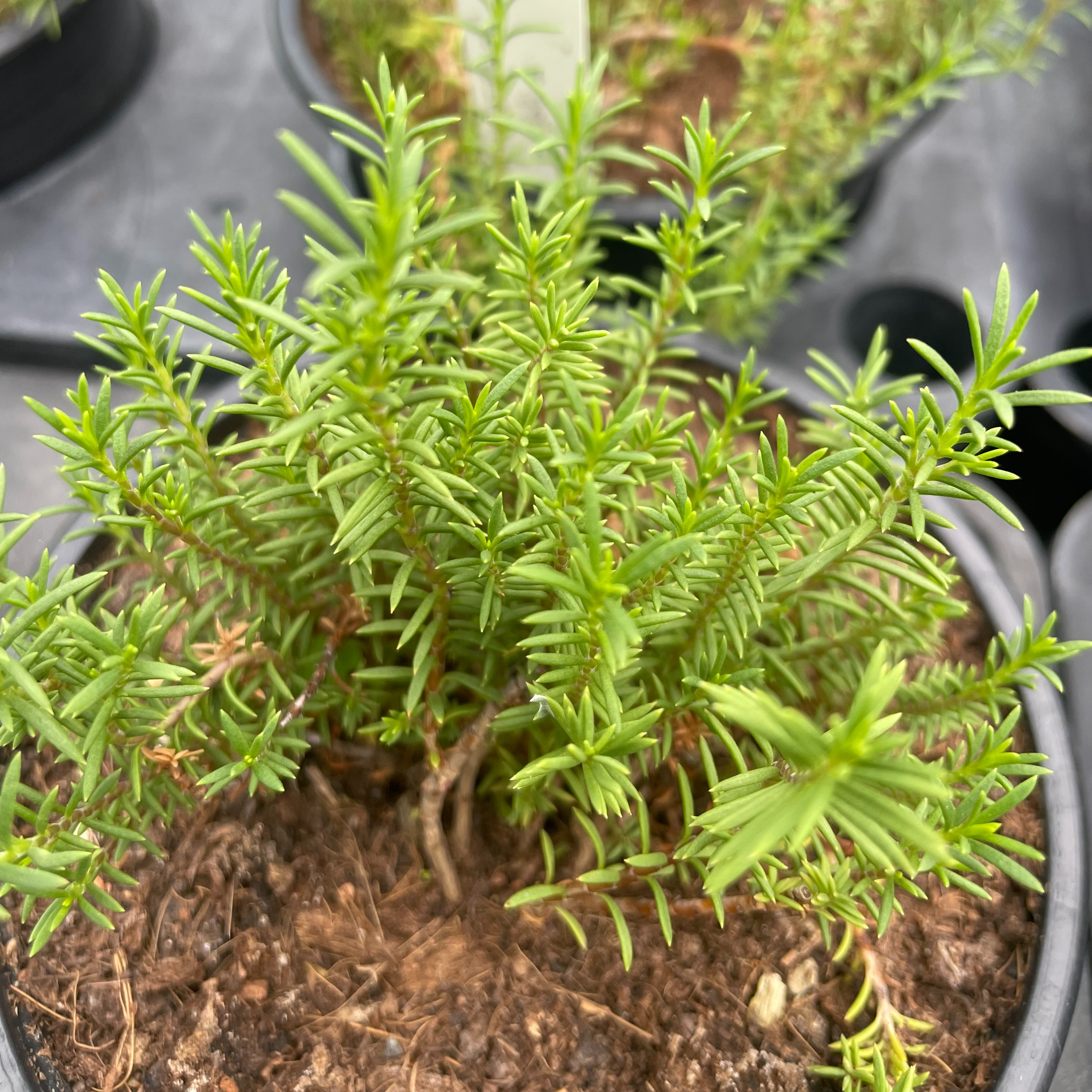 Penstemon pinifolius