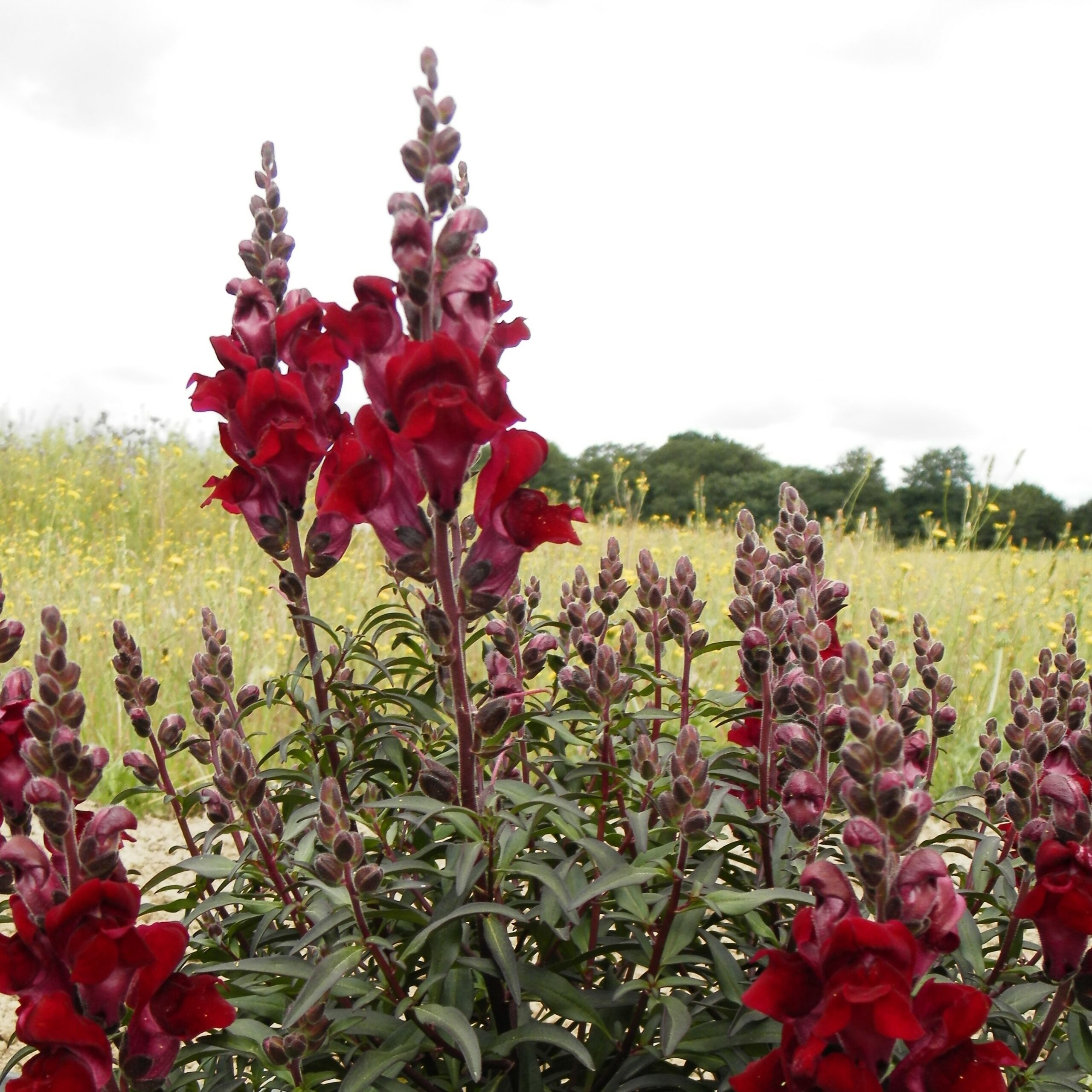 Grand muflier Black Prince en pot 12 cm