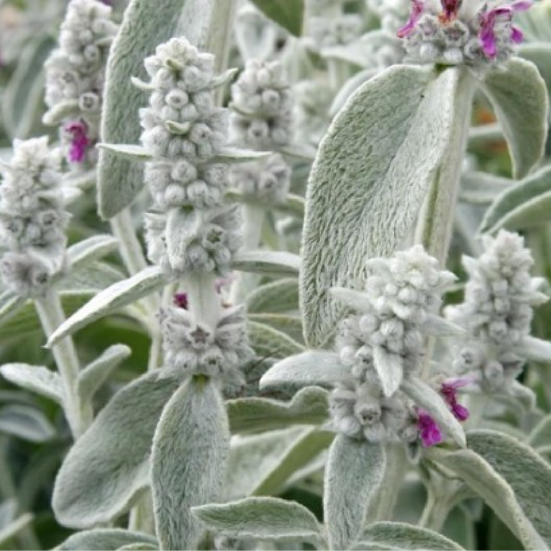 Stachys byzantina 'Sheila Mc Queen'