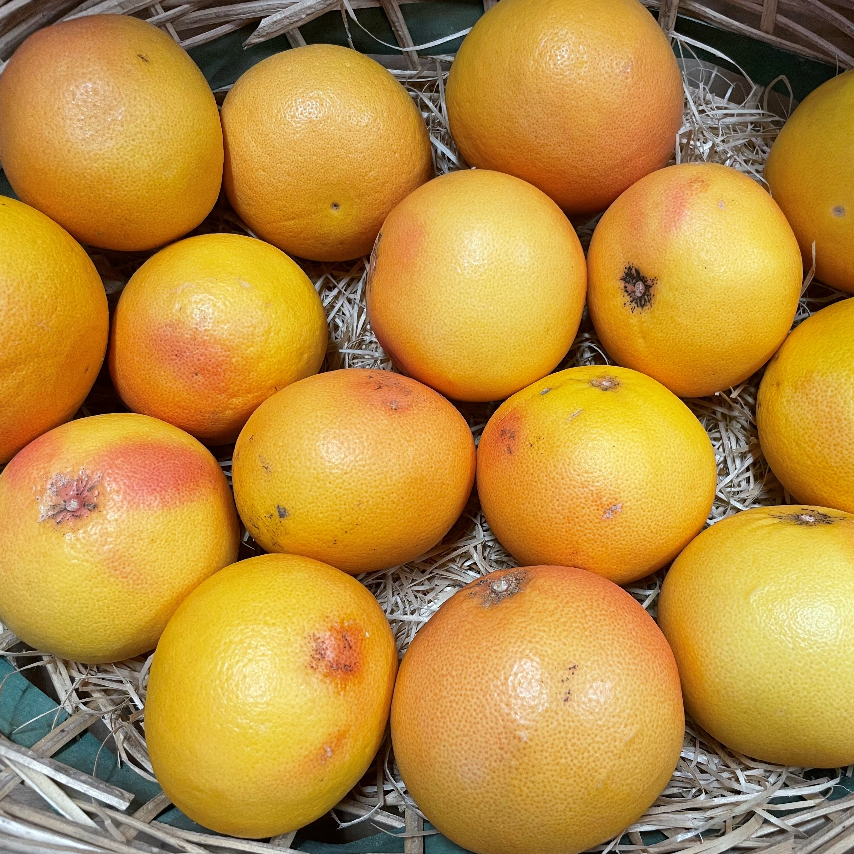 Pomelos