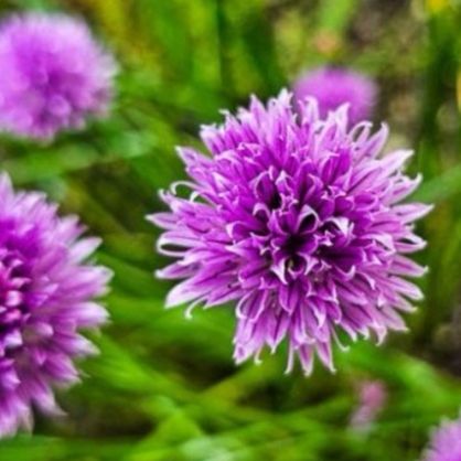 Fleurs de ciboulettes (par 20)