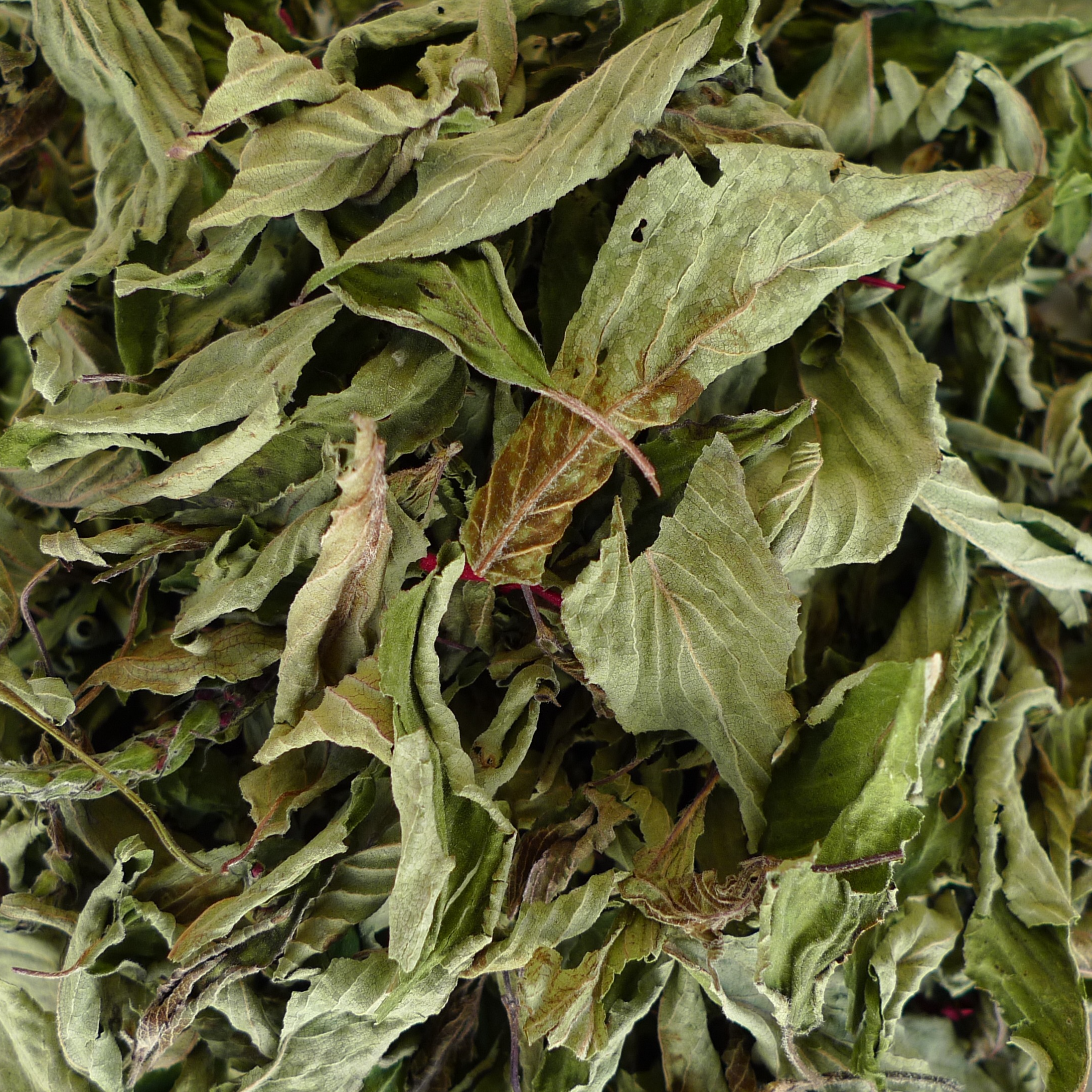 Sauge ananas - 15g