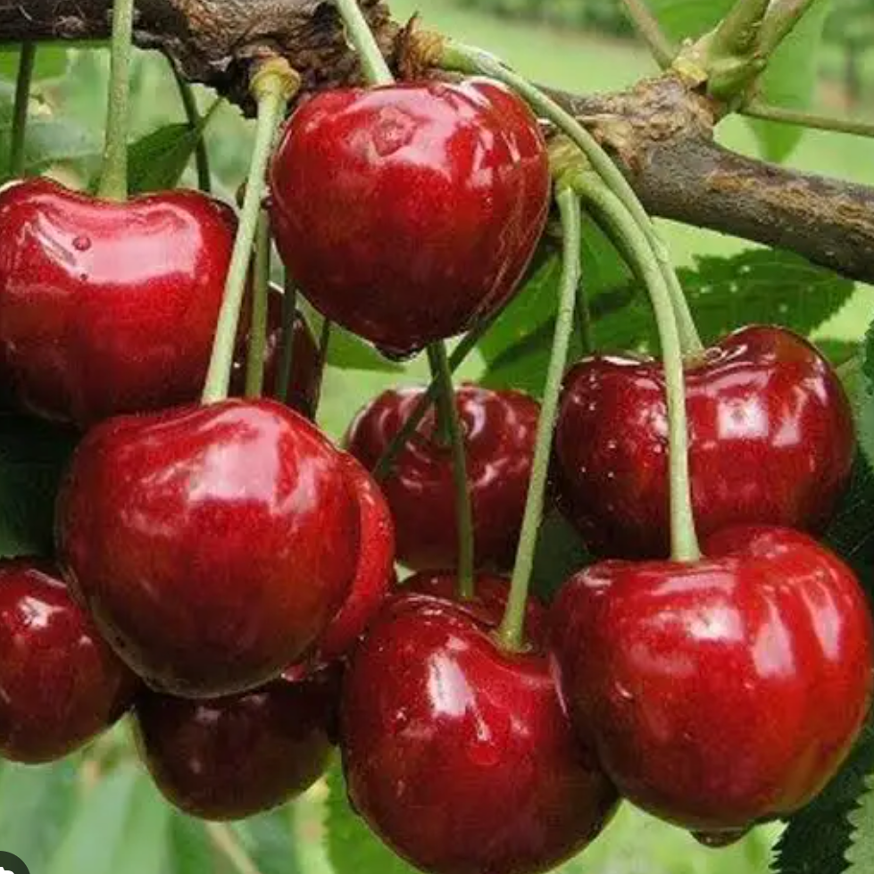 Cerisier Bigarreau 'Burlat' / Sainte Lucie