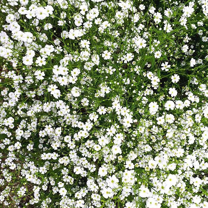 Plant gypsophile élégant blanc "Gypsophila Elegans" bio