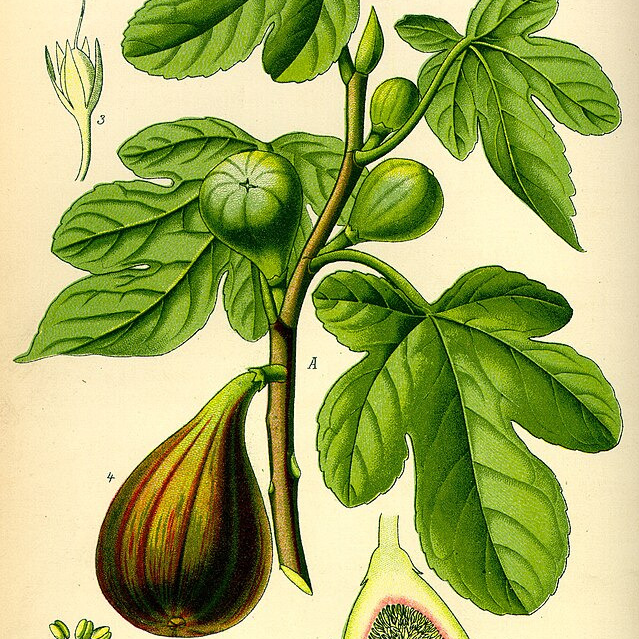 Figuier 'Goutte d'Or' - racines nues 0,8m