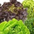 Salade variée