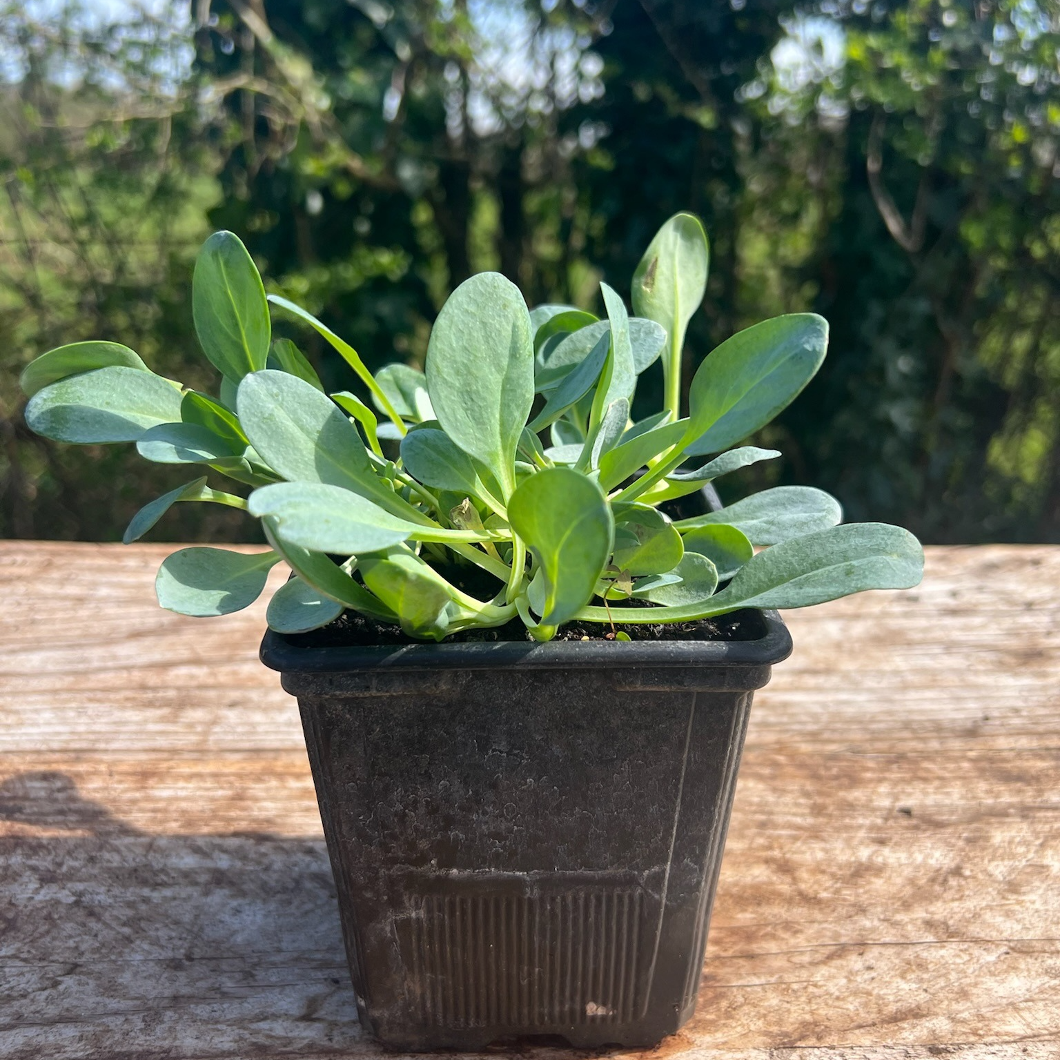 Plante Plante Huître Bio - 650g