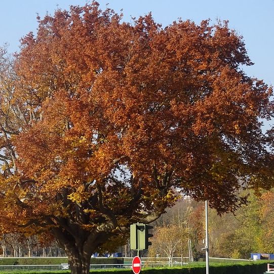 Orme de Sibérie (Zelkova serrata)