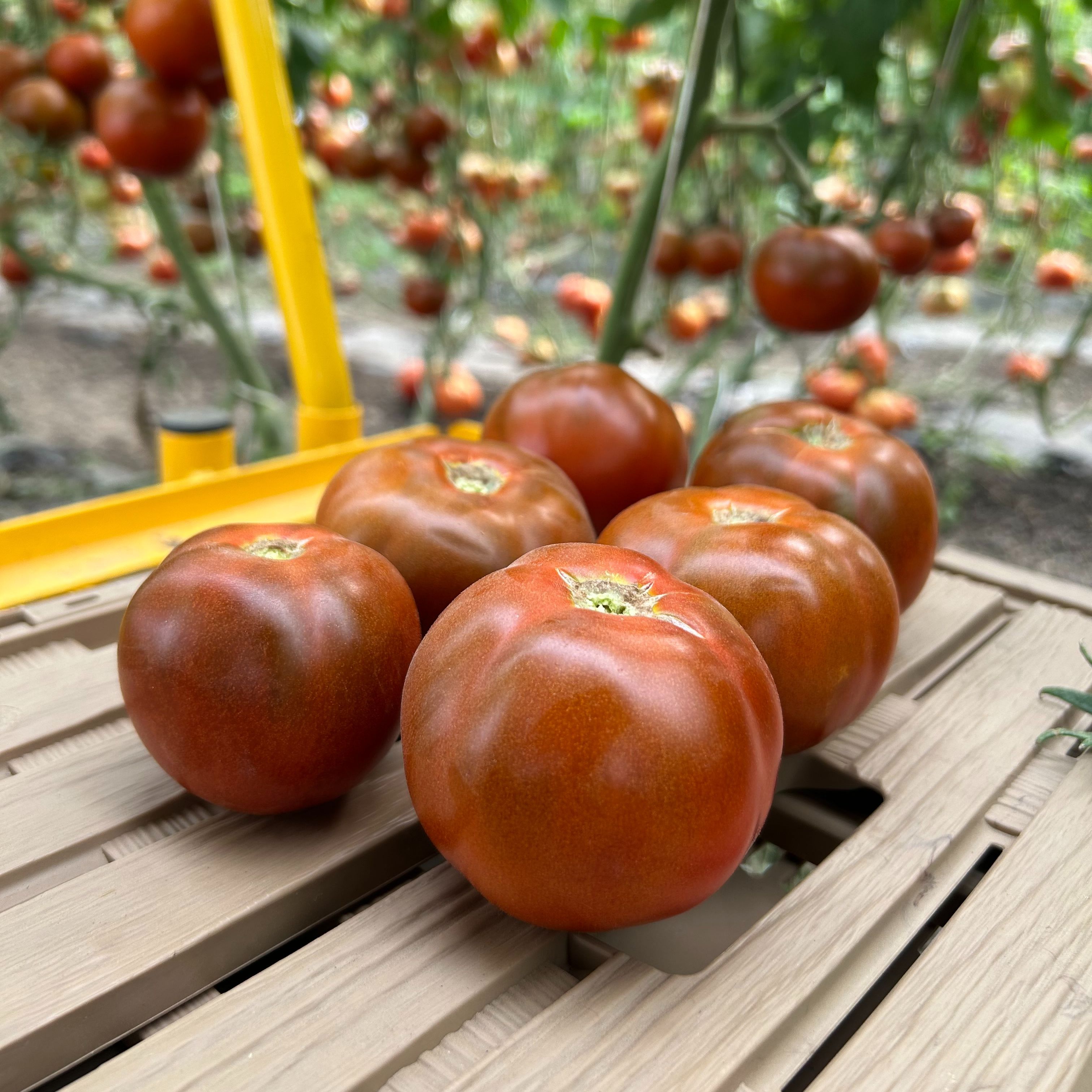 Tomates ronde noire