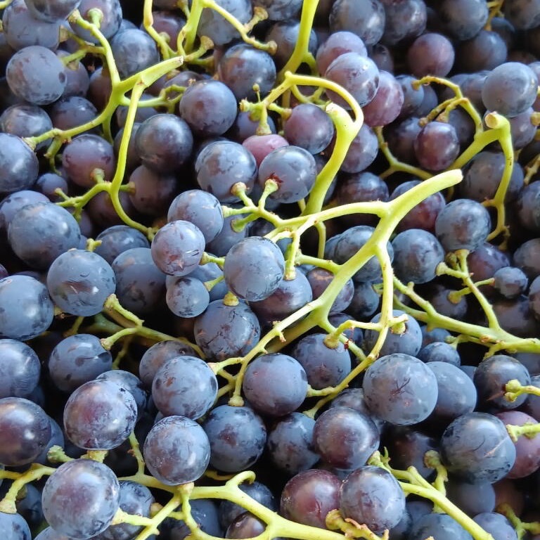 Raisin Noir ou blanc de Moissey