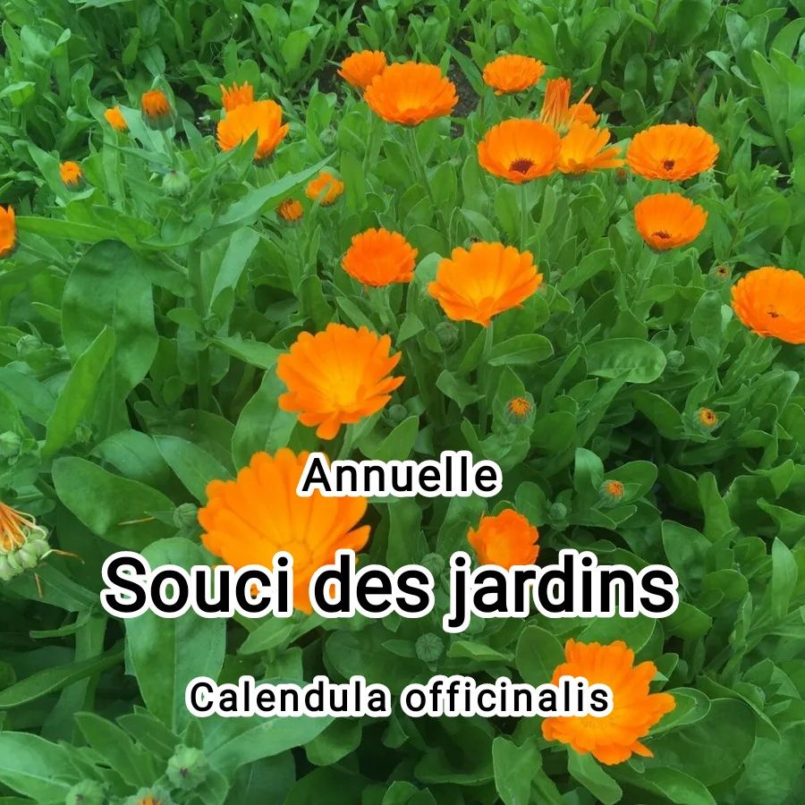 Plant Souci des jardins "calendula officinalis"