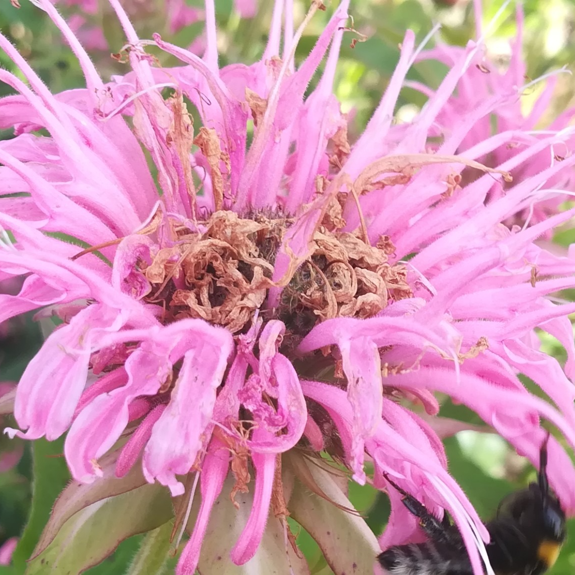 Monarda ‘Croftway Pink’