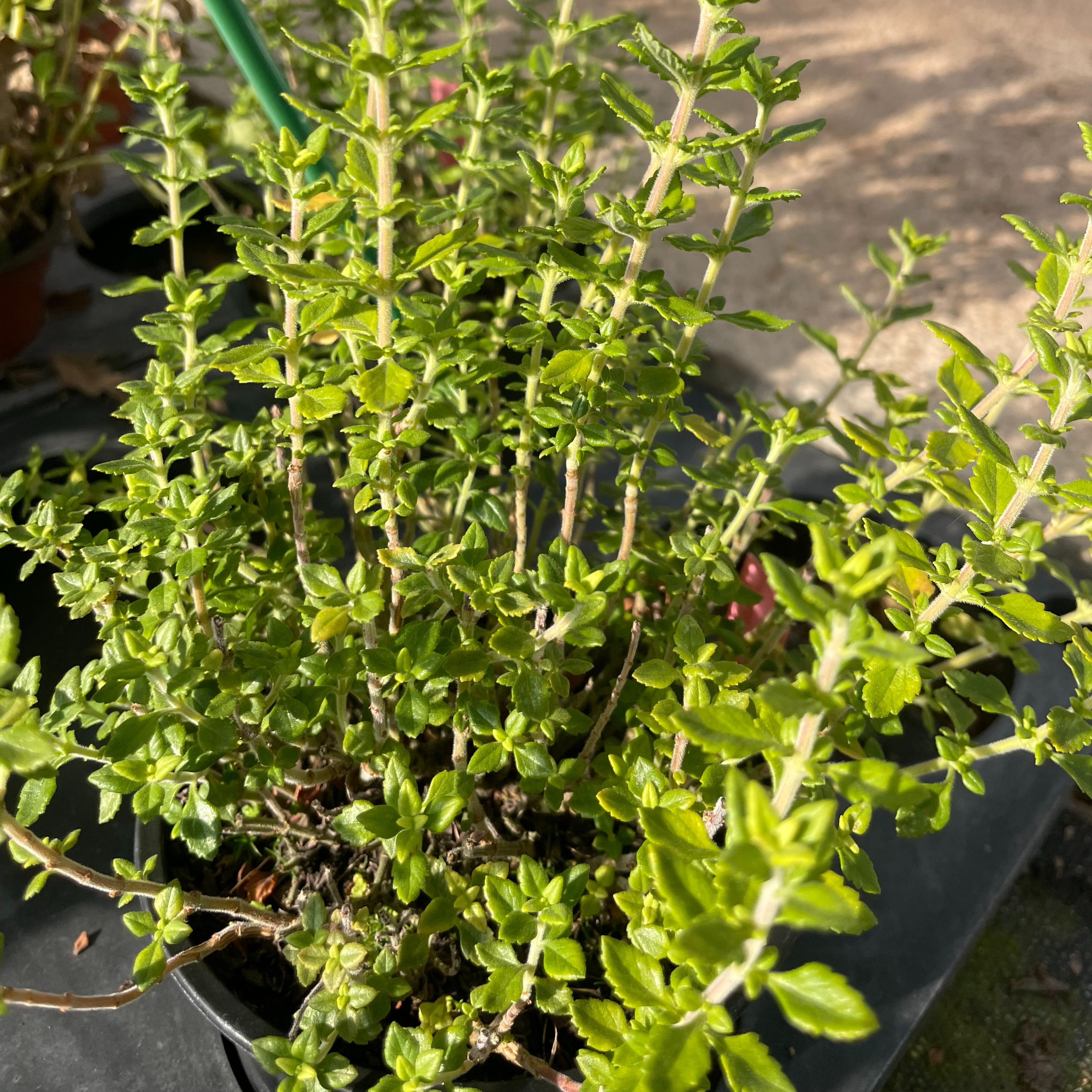 Teucrium lucidrys