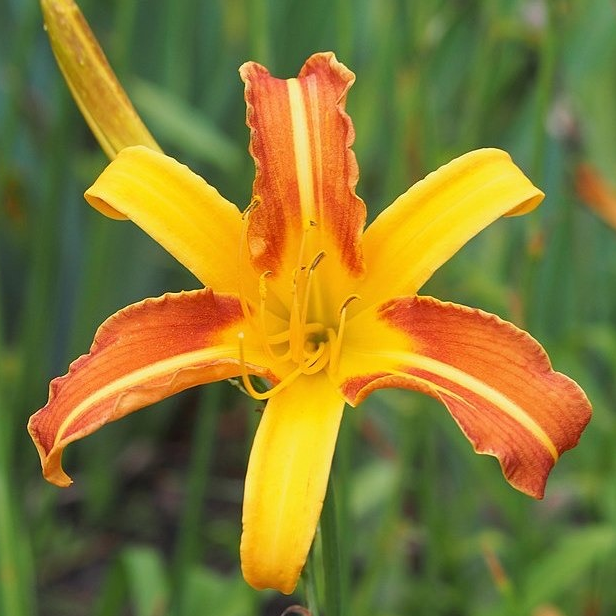 Hémérocalle / lys d’un jour 'Crimson pirate' Pot 1,3L