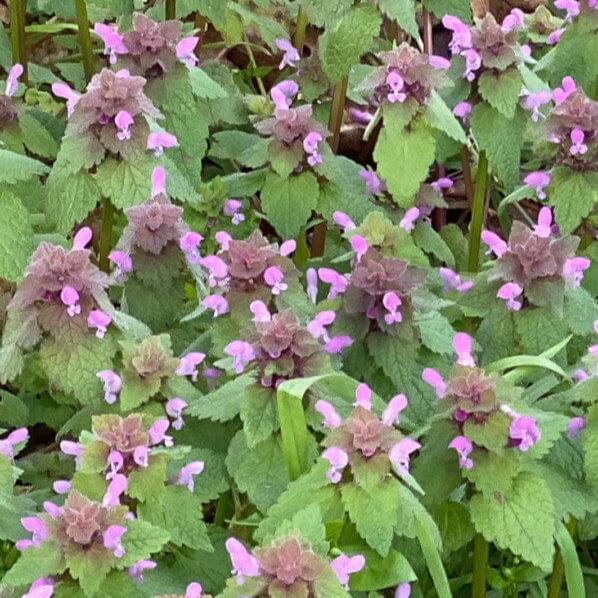 Lamier pourpre (par 30)