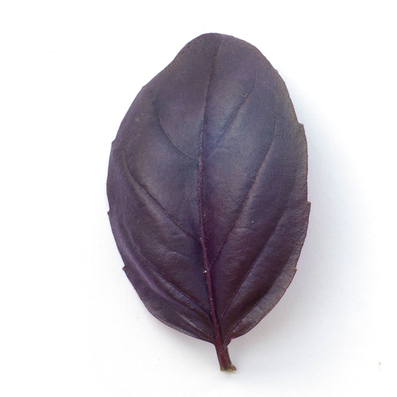 Bouquet - basilic pourpre - 60g