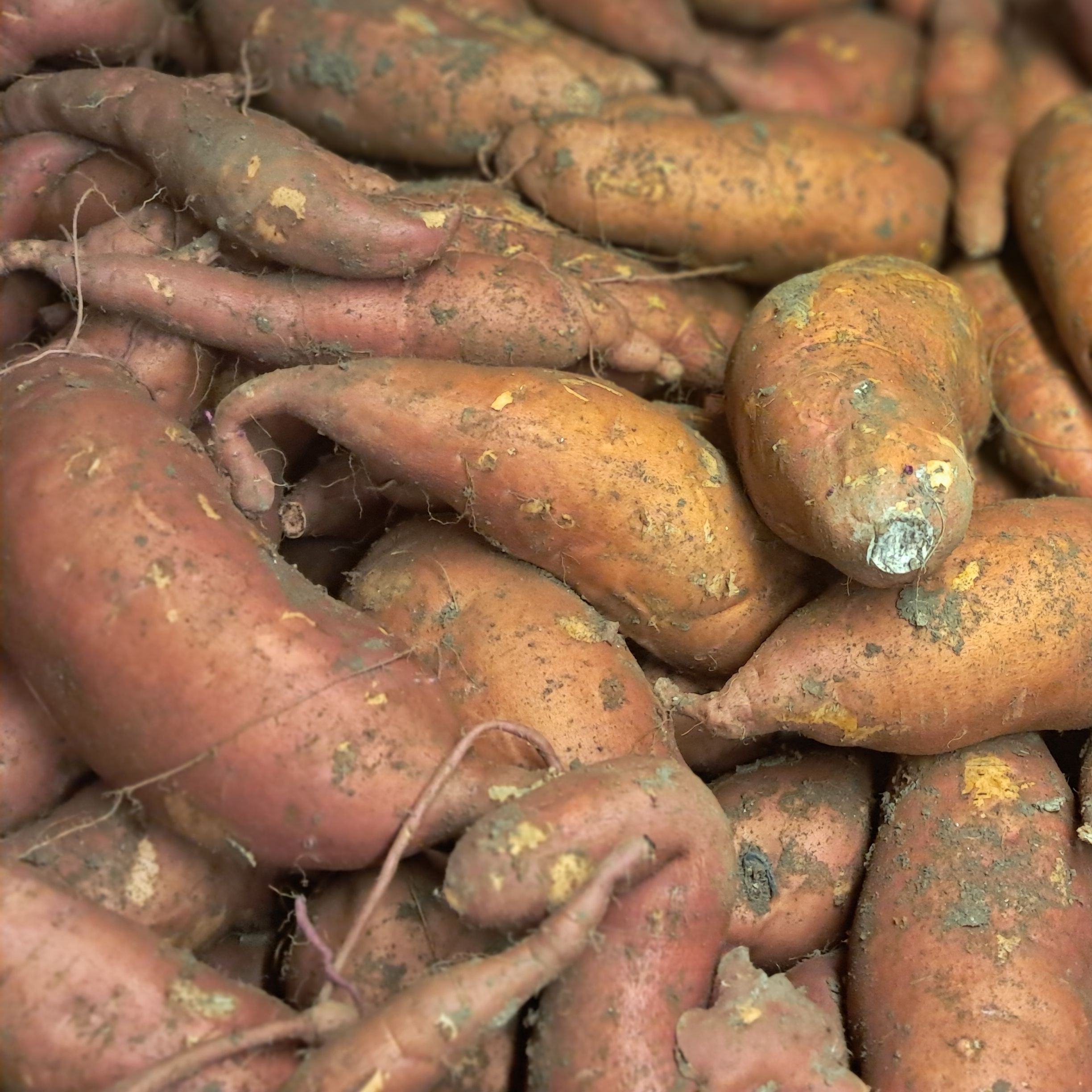 Patates douces - 1kg