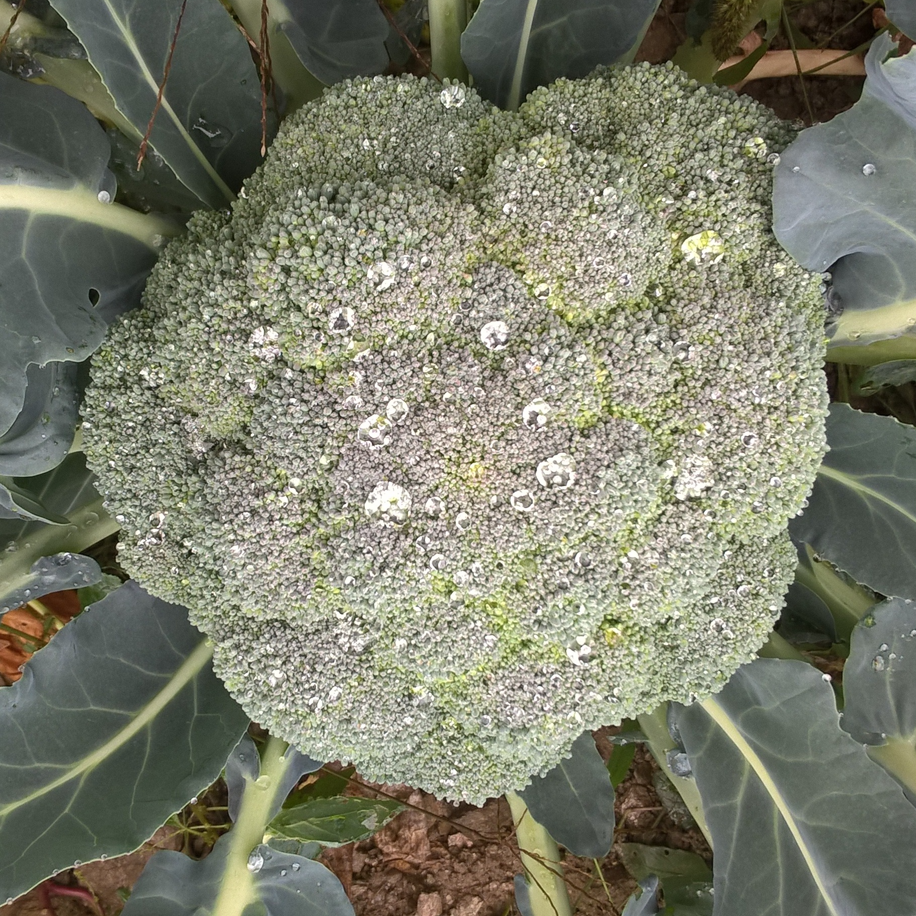 chou brocoli en mini bouquet