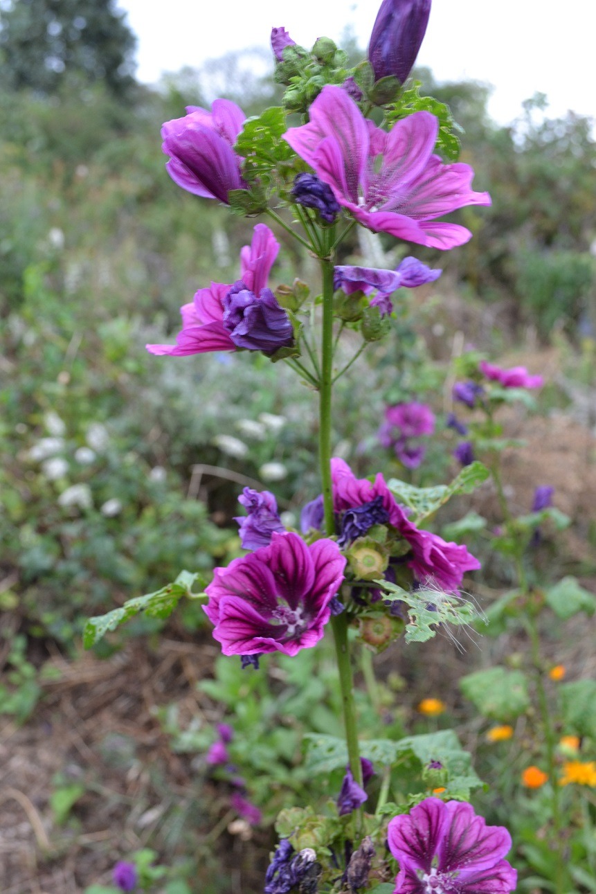 mauve de mauritanie (comestible)