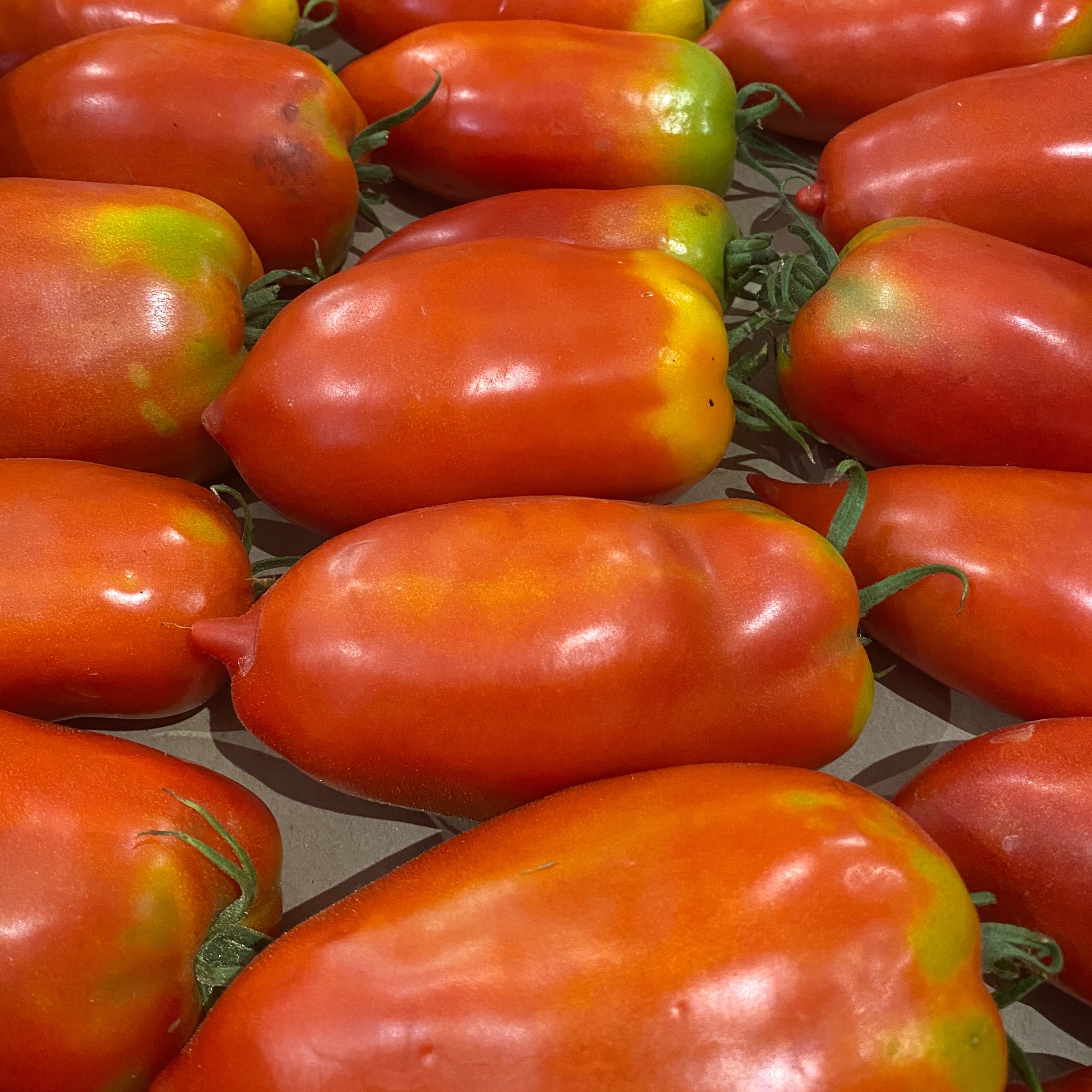 Tomate ancienne type "Andine Cornue"