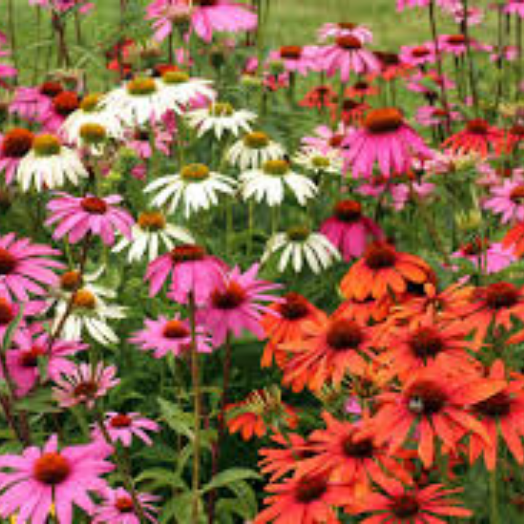 Echinacea en mélange