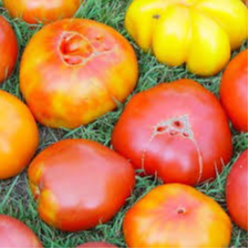Tomates anciennes