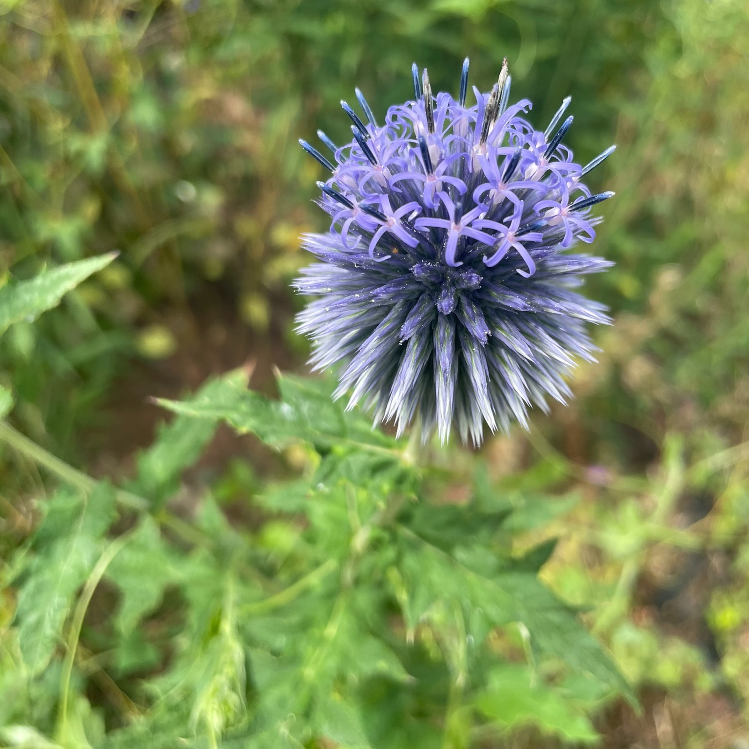 Echinops