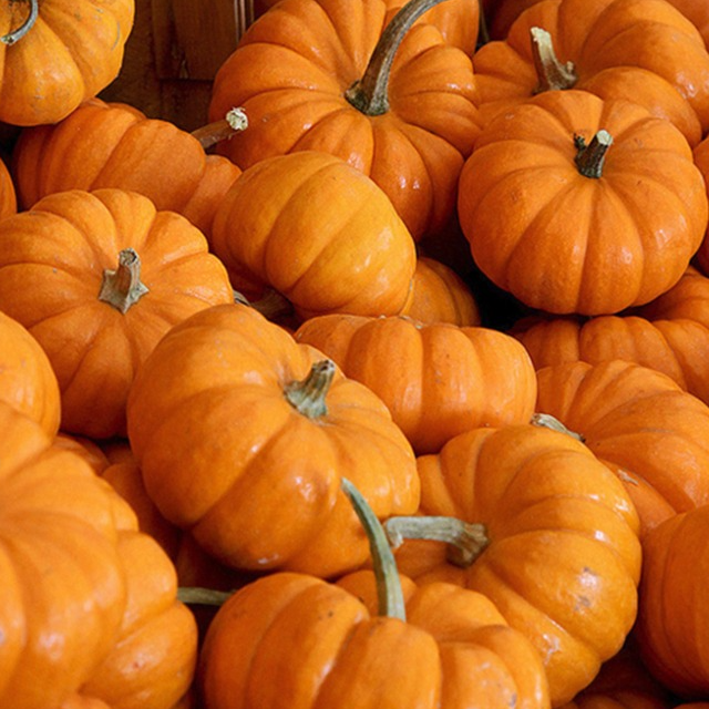 Courge Jack Be Little - 300g