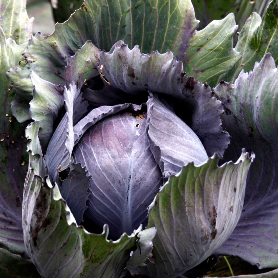 Chou rouge - 1 pièce