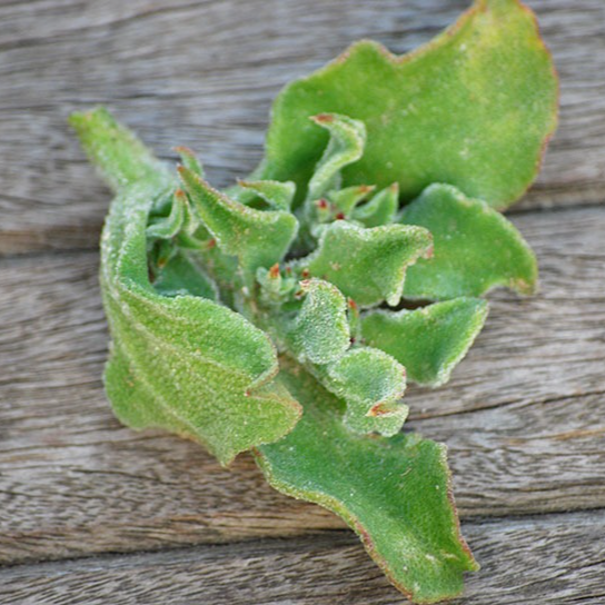 Ficoïde glaciale (par 20)